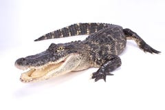 Amerikanischer Alligator, Mississipi-Alligator Amerikanischer Alligator, Mississipi-Alligator