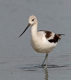 Amerikanischer Avocet stockfotografie Amerikanischer Avocet stockfotografie
