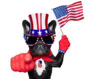 Amerikanischer Hund lizenzfreie stockfotografie Amerikanischer Hund lizenzfreie stockfotografie