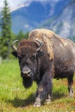 Amerikansk bison eller buffel royaltyfria foton Amerikansk bison eller buffel royaltyfria foton