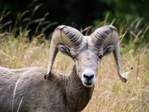 Amerykańscy bighorn cakle na łące zdjęcia royalty free Amerykańscy bighorn cakle na łące zdjęcia royalty free