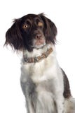 amerykańska spaniel wody amerykańska spaniel wody