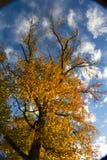 amerykański sweetgum obraz stock amerykański sweetgum obraz stock