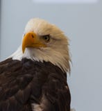 Amerykański Łysego Eagle up zakończenie zdjęcia stock Amerykański Łysego Eagle up zakończenie zdjęcia stock