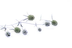 Amethyst Sea Holly Royalty Free Stock Image Amethyst Sea Holly Royalty Free Stock Image
