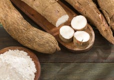 Amidon de manioc - Manihot esculenta photographie stock Amidon de manioc - Manihot esculenta photographie stock