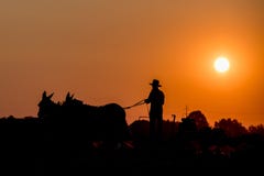 Amish ao cultivar com os cavalos no por do sol foto de stock royalty free Amish ao cultivar com os cavalos no por do sol foto de stock royalty free