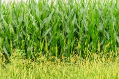 Amish country farm, corn wall, field agriculture in Lancaster, PA royalty free stock image Amish country farm, corn wall, field agriculture in Lancaster, PA royalty free stock image