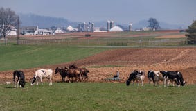Amish Farmer Working and Cows stock images Amish Farmer Working and Cows stock images