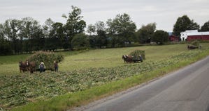 Amish farmers harvesting corn series royalty free stock photo Amish farmers harvesting corn series royalty free stock photo