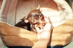 Amistad, confiando en, dedicación Poco perro de juguete-Terrier que lame y imagenes de archivo Amistad, confiando en, dedicación Poco perro de juguete-Terrier que lame y imagenes de archivo