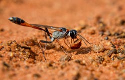 Ammophila Wasp arkivbilder Ammophila Wasp arkivbilder