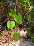 amor y hojas en forma de corazón de la vid de ferrocarril y del x28; vine& x29 de la perla; I fotos de archivo libres de regalías amor y hojas en forma de corazón de la vid de ferrocarril y del x28; vine& x29 de la perla; I fotos de archivo libres de regalías