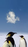 Amore del pinguino Amore del pinguino
