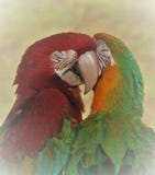 Amour de soeur de perroquet image stock Amour de soeur de perroquet image stock