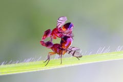 Amphibies, animal, animales, animaux, animalwildlife, longhorn, trapu, insecte, visage, grenouille, vert, macro, mammifères, funy images libres de droits Amphibies, animal, animales, animaux, animalwildlife, longhorn, trapu, insecte, visage, grenouille, vert, macro, mammifères, funy images libres de droits