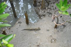 Amphibious Or Mudskipper Fish In Mangrove Forest Royalty Free Stock Image Amphibious Or Mudskipper Fish In Mangrove Forest Royalty Free Stock Image