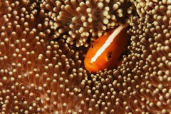 Amphiprion akallopisos - Skunk clown fish