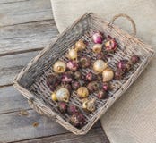 Ampoules de jacinthe dans un panier Photos libres de droits Ampoules de jacinthe dans un panier Photos libres de droits