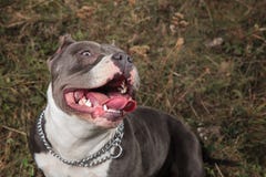 Amstaff быть весьма счастливый и шаловливый пока задыхающся стоковые изображения Amstaff быть весьма счастливый и шаловливый пока задыхающся стоковые изображения