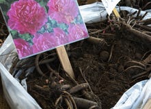 Amsterdam, die Niederlande - ein Abschluss herauf Ansicht von Blumenzwiebeln stockbilder Amsterdam, die Niederlande - ein Abschluss herauf Ansicht von Blumenzwiebeln stockbilder