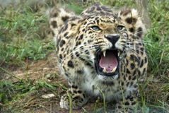 Amur Leopard Royalty Free Stock Photography