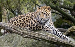 Amur Leopard 5 Stock Photography