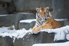 Amur Tiger Stock Images