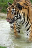 Amur Tiger Stock Photography