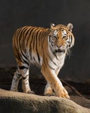 Amur Tiger Royalty Free Stock Image