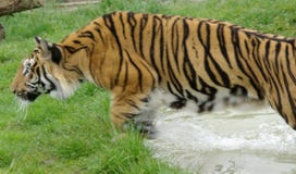 Amur Tiger In Flight. Royalty Free Stock Photo