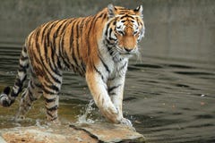 Amur Tiger In Water Royalty Free Stock Photos