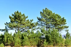 Aménagez en parc avec des arbres de pin Jour ensoleillé, ciel bleu La Galicie, Espagne images stock Aménagez en parc avec des arbres de pin Jour ensoleillé, ciel bleu La Galicie, Espagne images stock