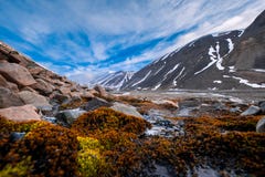 Aménagez la nature en parc des montagnes de Spitzbergen Longyearbyen le Svalbard un jour polaire avec les fleurs arctiques pendan images stock Aménagez la nature en parc des montagnes de Spitzbergen Longyearbyen le Svalbard un jour polaire avec les fleurs arctiques pendan images stock