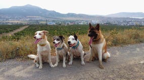 Américain Akita American Akita avec d'autres chiens photographie stock libre de droits Américain Akita American Akita avec d'autres chiens photographie stock libre de droits