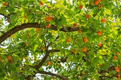 An Apricot Tree Bearings Many Fruit During Summer Stock Image
