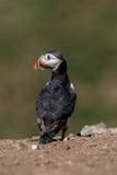 An Atlantic Puffin On The Edge Of A Cliff Royalty Free Stock Images