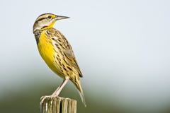 An Eastern Meadowlark Perched Royalty Free Stock Photo