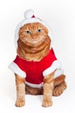 An Orange Cat In A Red And White Santa Outfit Royalty Free Stock Photography