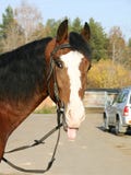 An Orlov Trotter Sticking His Tongue Out Royalty Free Stock Image