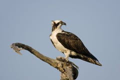 An Osprey In A Tree Eating A Fish Stock Photos