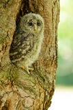 An Young Ural Owl Royalty Free Stock Image