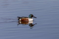 Anas för nordlig shoveler arkivfoto Anas för nordlig shoveler arkivfoto