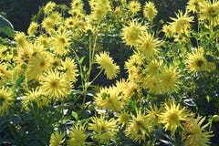 Anastasia Spider Mums jaune photo libre de droits Anastasia Spider Mums jaune photo libre de droits