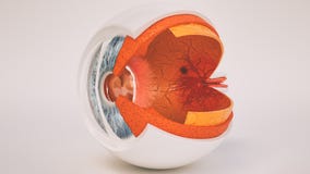 Anatomi för mänskligt öga som mycket är detaljerad i tvärsnitt vektor illustrationer Anatomi för mänskligt öga som mycket är detaljerad i tvärsnitt vektor illustrationer