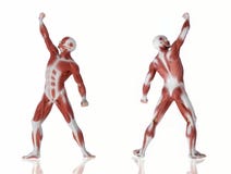 anatomia człowiek czynu obraz stock anatomia człowiek czynu obraz stock