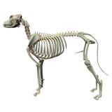 Anatomia de esqueleto do cão - anatomia de um esqueleto masculino do cão ilustração royalty free Anatomia de esqueleto do cão - anatomia de um esqueleto masculino do cão ilustração royalty free