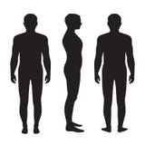 Anatomia del corpo umano, illustrazione vettoriale Anatomia del corpo umano, illustrazione vettoriale