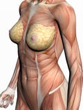 Anatomia di una donna. royalty illustrazione gratis Anatomia di una donna. royalty illustrazione gratis