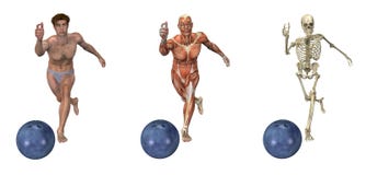 anatomical bowlingsamkopieringar stock illustrationer anatomical bowlingsamkopieringar stock illustrationer